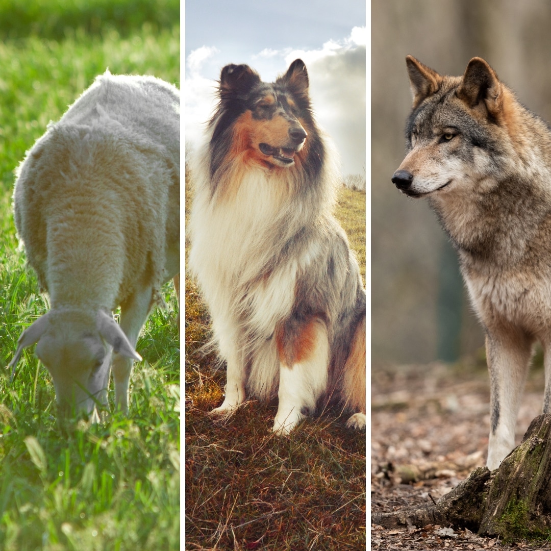 Understanding the Dynamics of Sheep, Sheepdogs, and Wolves A Real-World Analogy